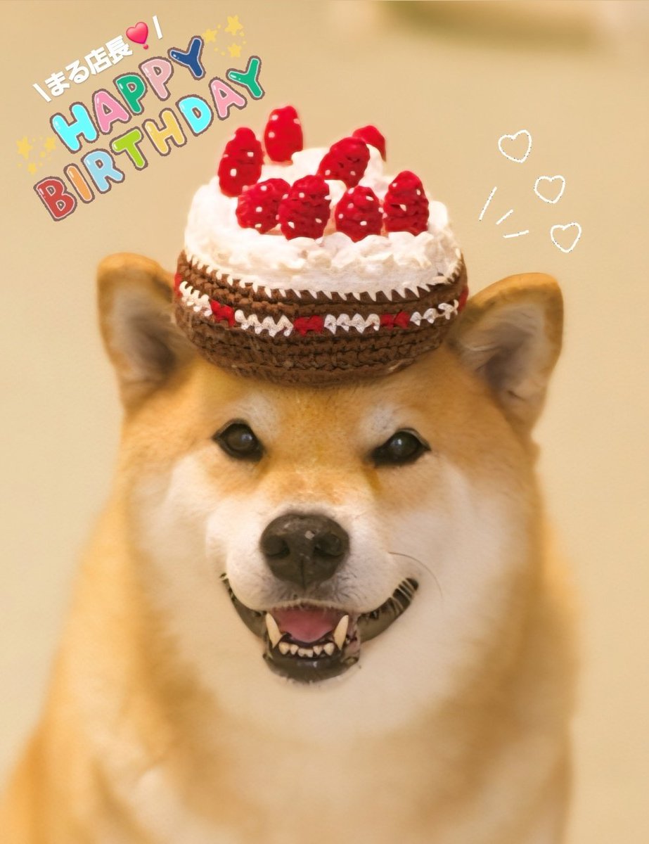 ❤️🎂本日はまる店長のお誕生日🎂❤️ まる店長ハッピーバースデー😆✨️ #柴犬まる #月曜日は笑顔で頑張る日 #まる店長お誕生日おめでとう🎂  #いつもしゃーわせをわんがとう✨️, image size:923x1200