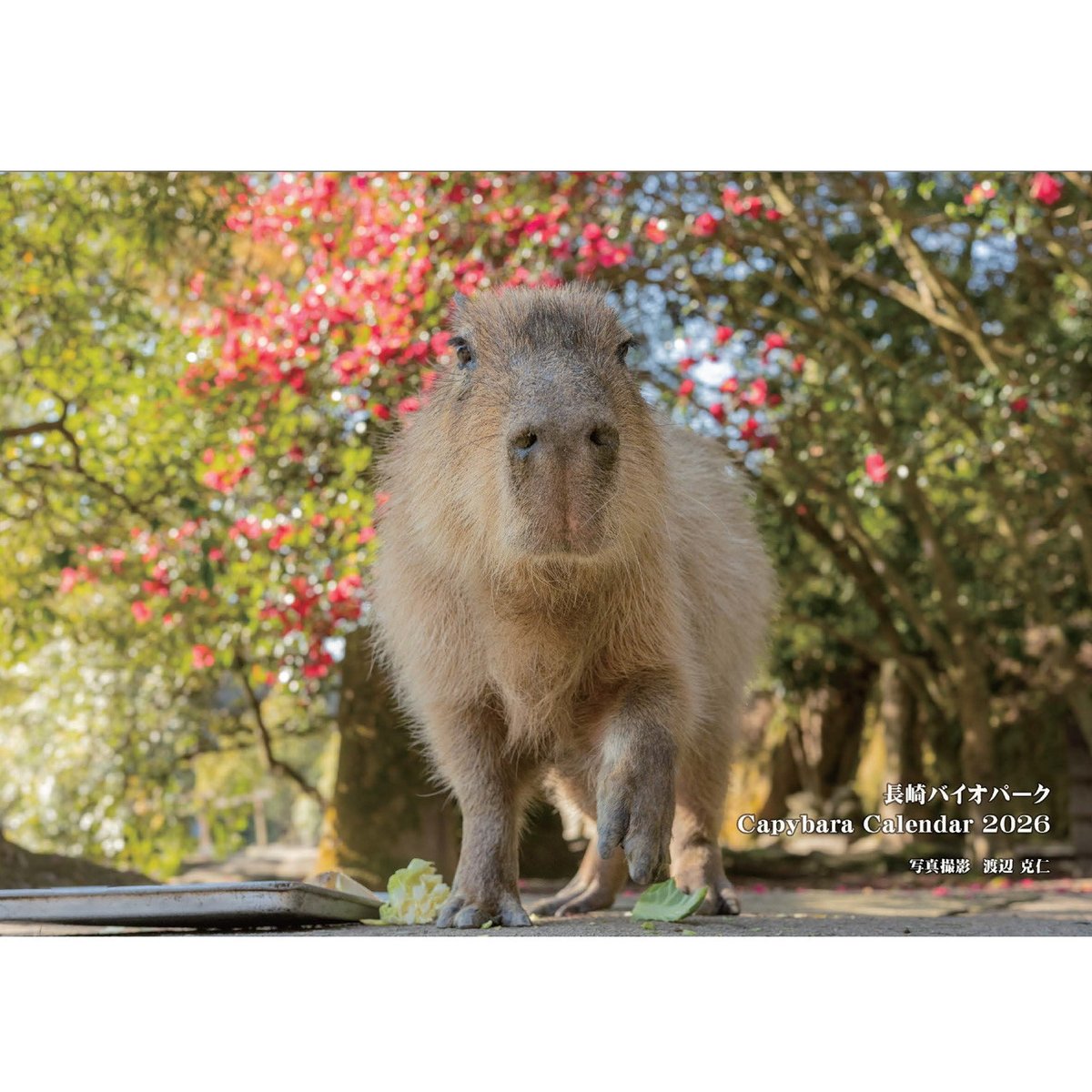 カピバラさん - Search / X