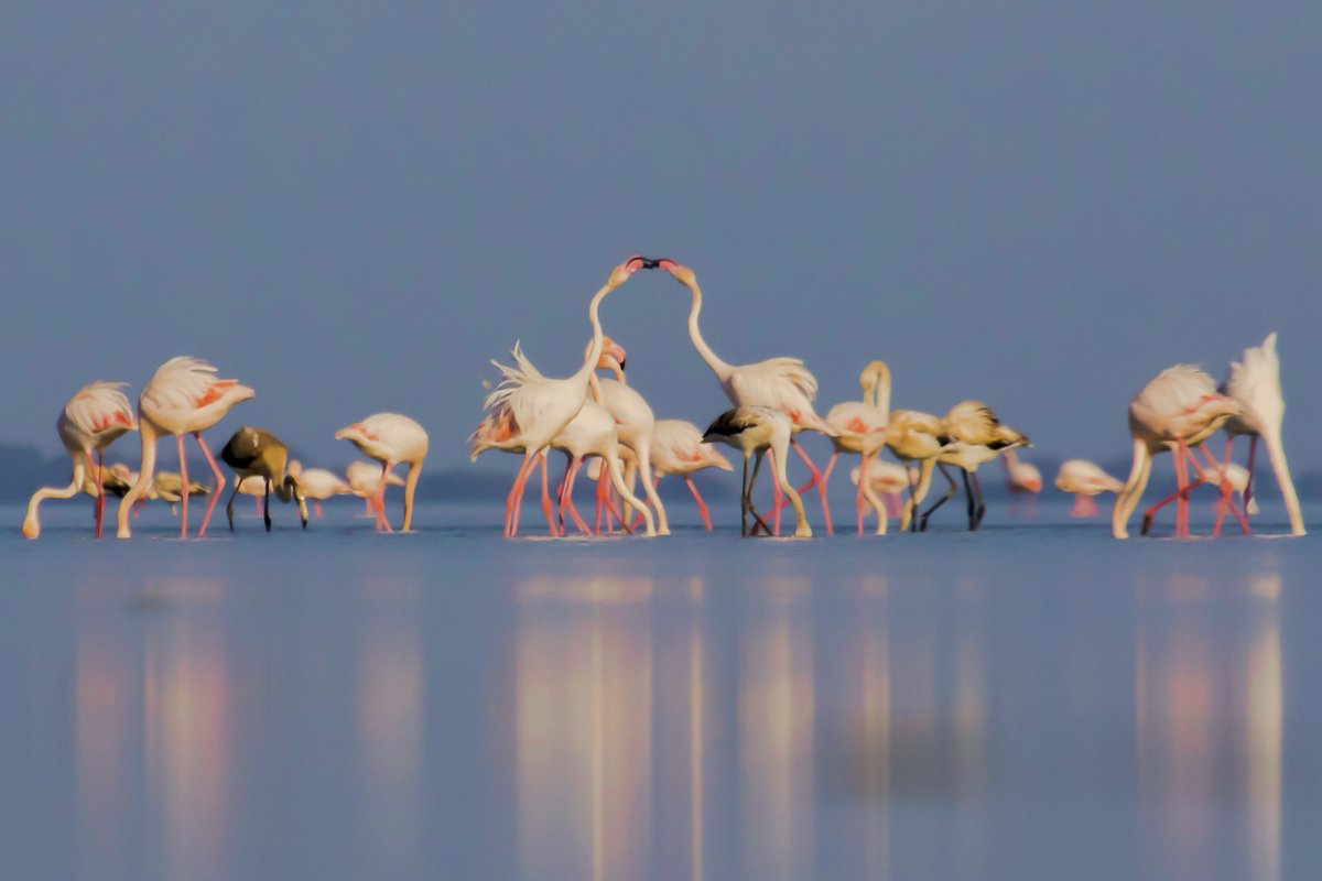 Gm and new drop🦩
"Feathered Romance"
15 Ed
5 #tezos
Link🔗 
objkt.com/tokens/KT1VHox…