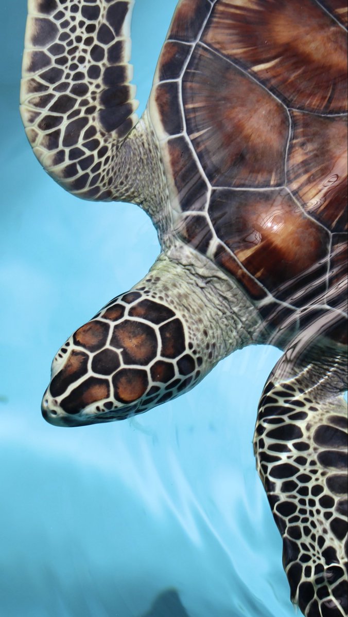 【新品未使用】daum ウミガメ 道の駅ウミガメ公園【公式】 on X