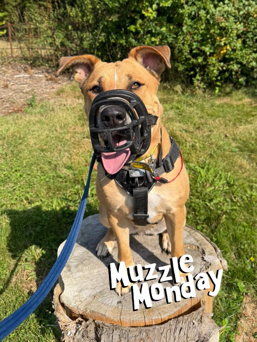 DT_Kenilworth's tweet photo. Monday mornings are always the brightest when we're joined by our gorgeous Dior! ππΆ
#RescueDog #MuzzleMonday #AdoptMe #Rehome #Crossbreed #DogOfTheMonth #Dior https://t.co/ChpEZ3NzV8