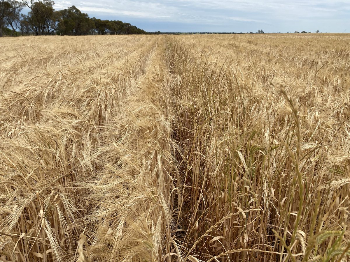 Blocked boot at seeding time showing now how effective crop competition can be on ryegrass. I am a fan of the more competitive barley varieties for this reason.
