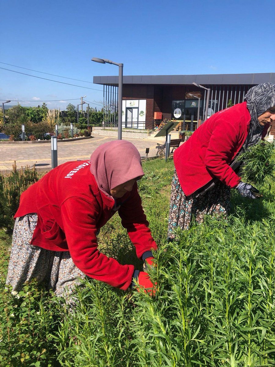DOĞANIN ECZANESİ HASAT EDİLDİ HERSEK LAGÜNÜNDE TIBBİ BİTKİ ZAMANI

Doğa emekçilerimizin tıbbi bitkilerin hasadı için bir araya geldi.Tıbbi aromatik bitkilerimiz hasat edilmesiyle Hersek  Tıbbi Aromatik Bitkiler Bahçemizde doğanın güzelliklerini ve renklerini gözler önüne serdi