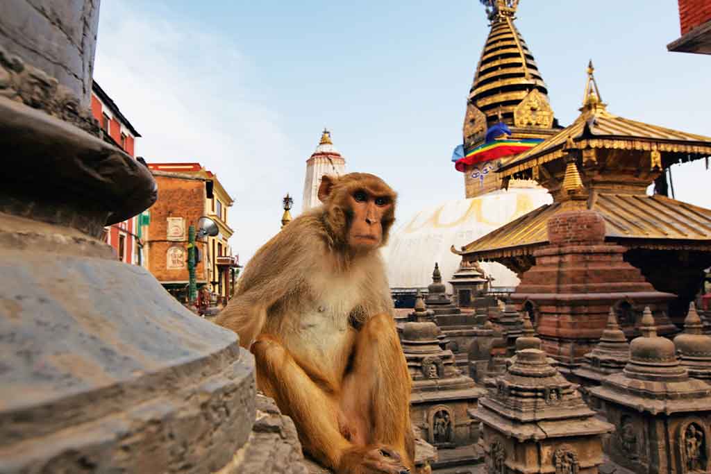aviajarblog's tweet image. Katmandú es el epicentro donde confluyen religiones, donde hindúes, budistas y otras comunidades conviven en armonía. 

🛕 adondeviajar.es/katmandu-que-v…

#katmandu #nepal #viajar #guia