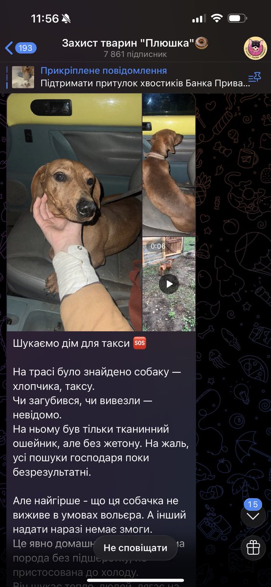 NikaMastierova's tweet image. У Вінниці такса шукає дім🥺
Зробіть репост, на останньому фото контакт для звʼязку