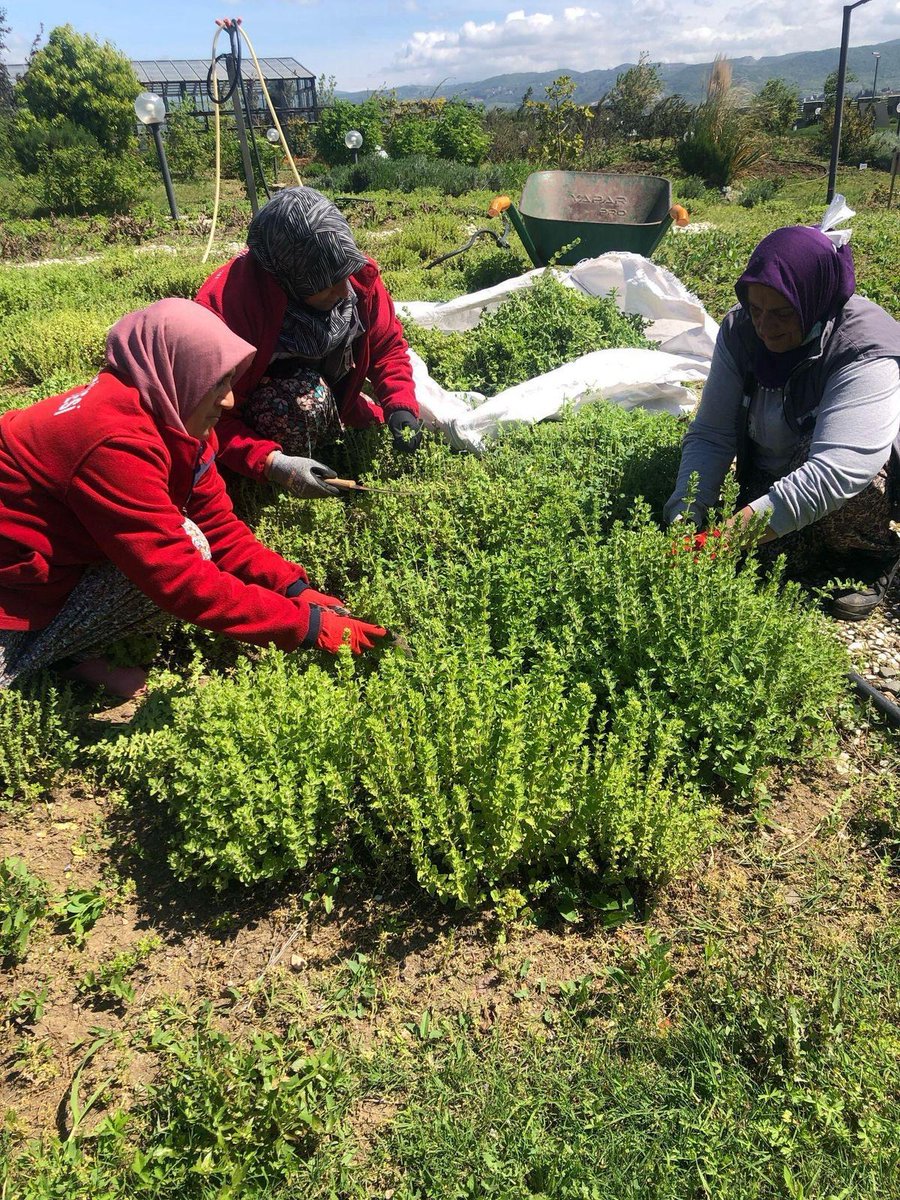 DOĞANIN ECZANESİ HASAT EDİLDİ HERSEK LAGÜNÜNDE TIBBİ BİTKİ ZAMANI

Doğa emekçilerimiz tıbbi bitkilerin hasadı için bir araya geldi.Tıbbi aromatik bitkilerimiz hasat edilmesiyle Hersek  Tıbbi Aromatik Bitkiler Bahçemizde doğanın güzelliklerini ve renklerini gözler önüne serdi