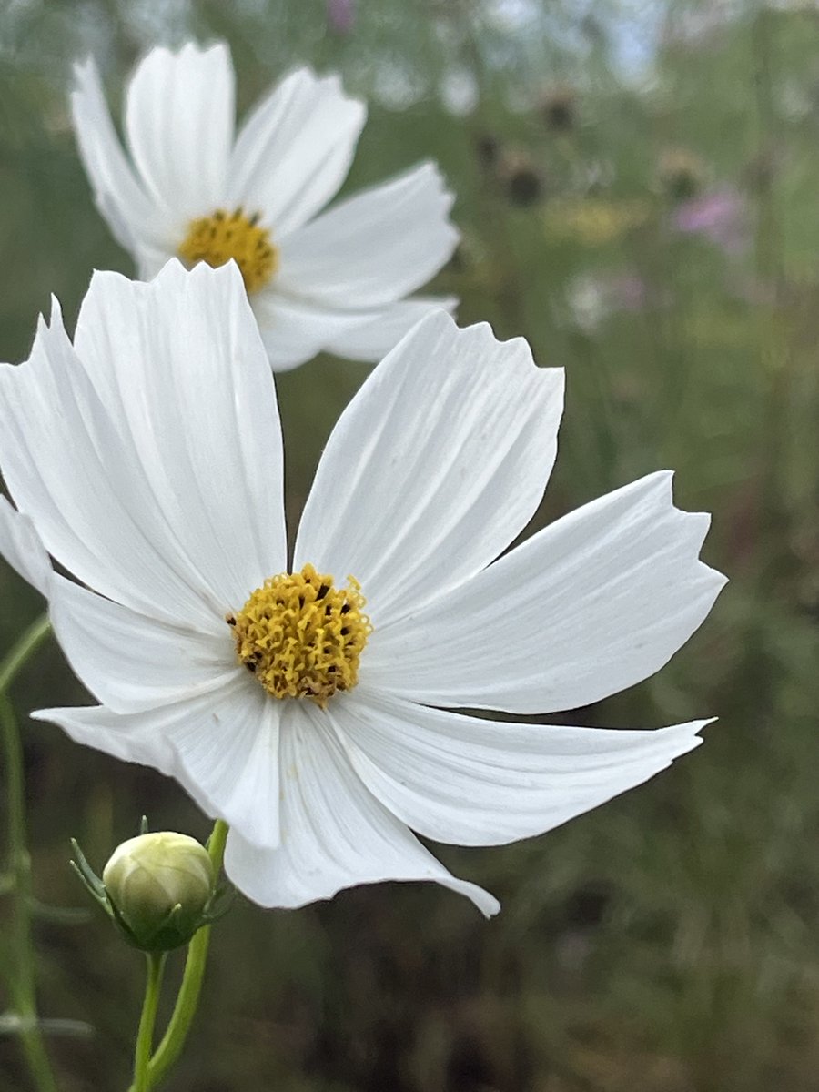 ⚠️庭の花様ご連絡ページ⚠️ shino→昼夜勤務中← (@bygorokuzerosan) / Posts / X