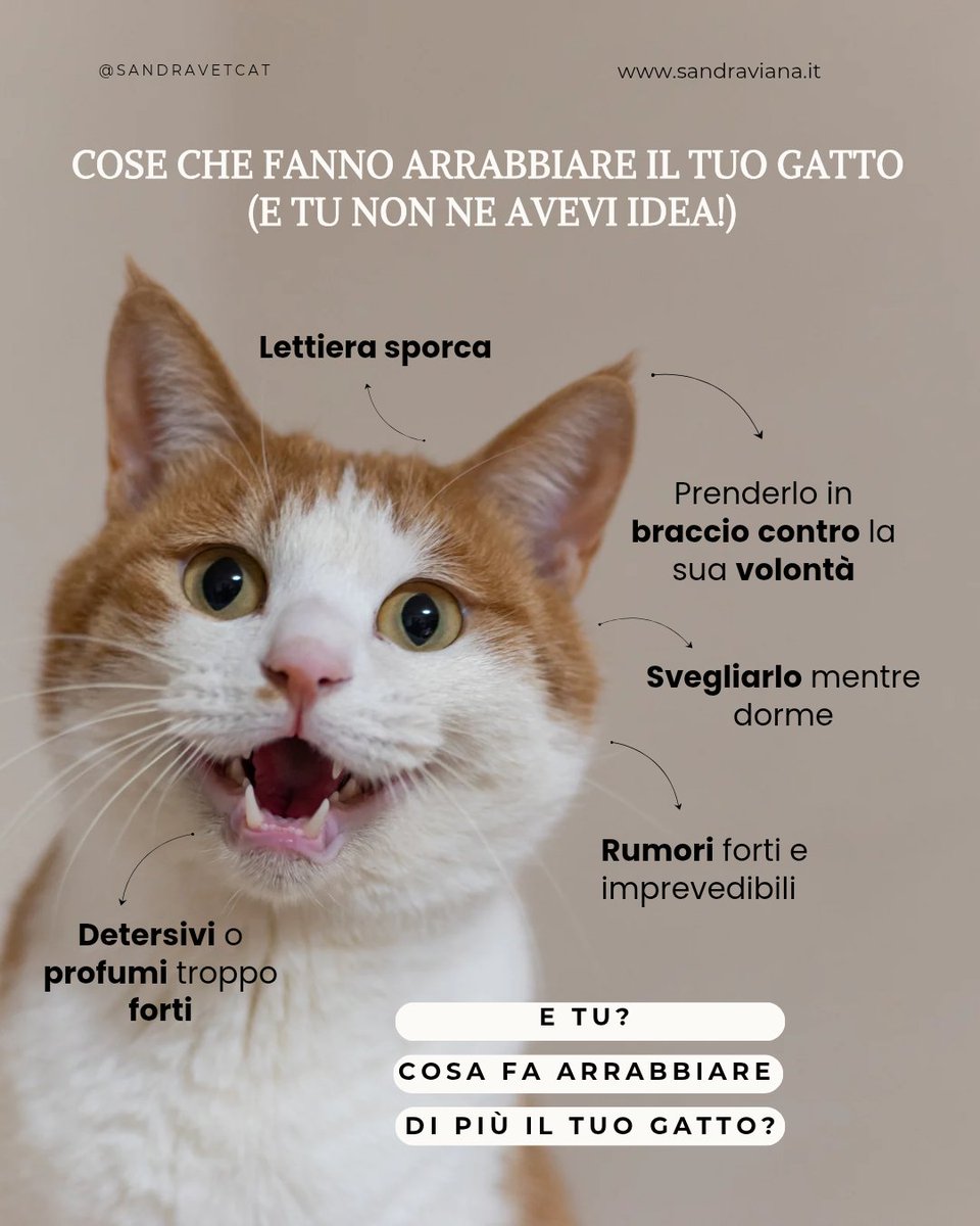 sandravetcat's tweet photo. Ti sei mai chiesto cosa fa davvero arrabbiare il tuo gatto (anche se non lo dimostra apertamente)?
A volte pensiamo che siano solo “capricci”, ma dietro certi comportamenti c’è molto di più.

I gatti sono animali estremamente sensibili, e basta poco per farli sentire a disagio. https://t.co/Z0rw9hk7xI