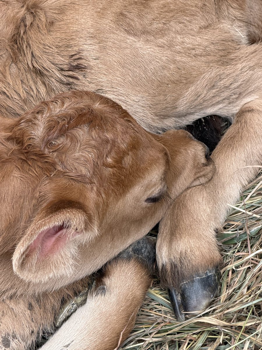 milk8jo's tweet image. 昨日生まれたばかりのベビ子ちゃんです❤️
八丈島乳業は小さな会社ですので、台風被害であっという間に経営危機になりそうです。
ご支援くださる温かいお言葉をいただき、厚かましいですが、お願いを書かせていただきました。
(続く)