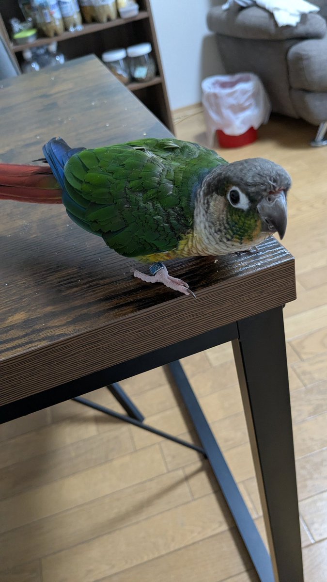 鳥の失敗写真愛好会 Community on X - 1.1K Members