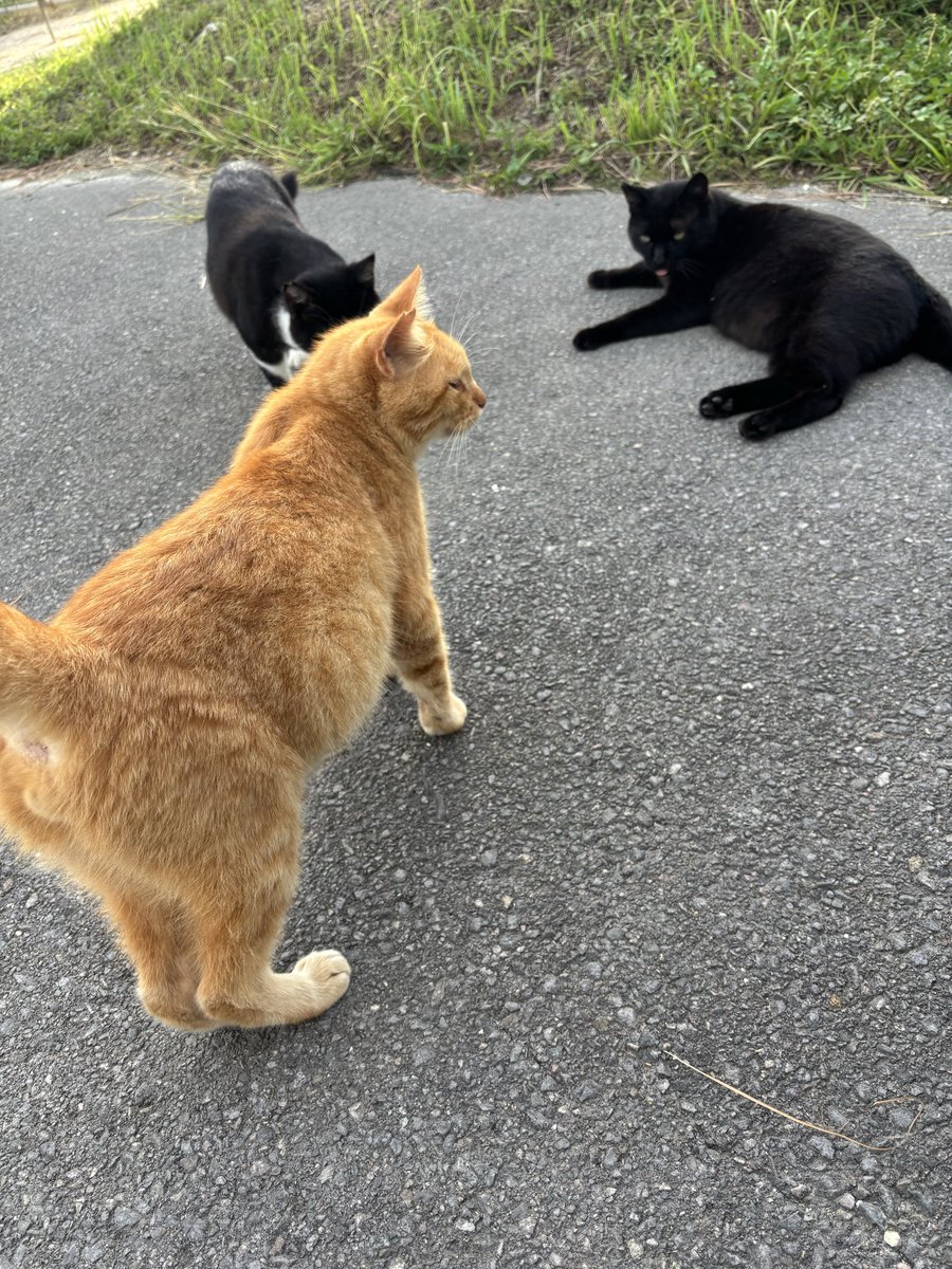 虹とネコ。