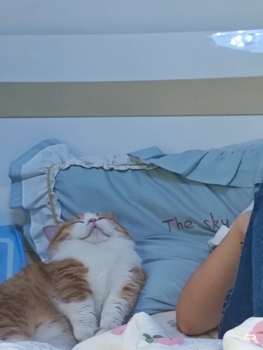 nocontextscats's tweet image. so so eepy