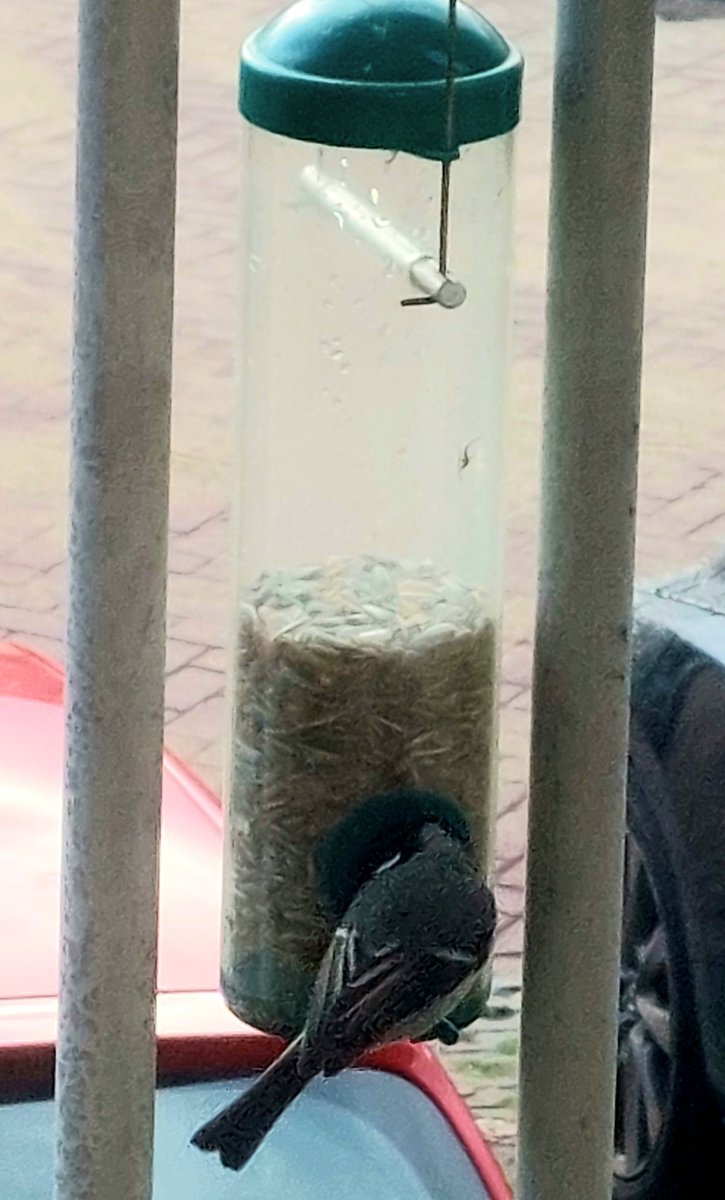 De #meesjes vonden het tijd worden, dat ik weer wat voer op ging hangen. 
Blij dat ze weer terug zijn 🐦