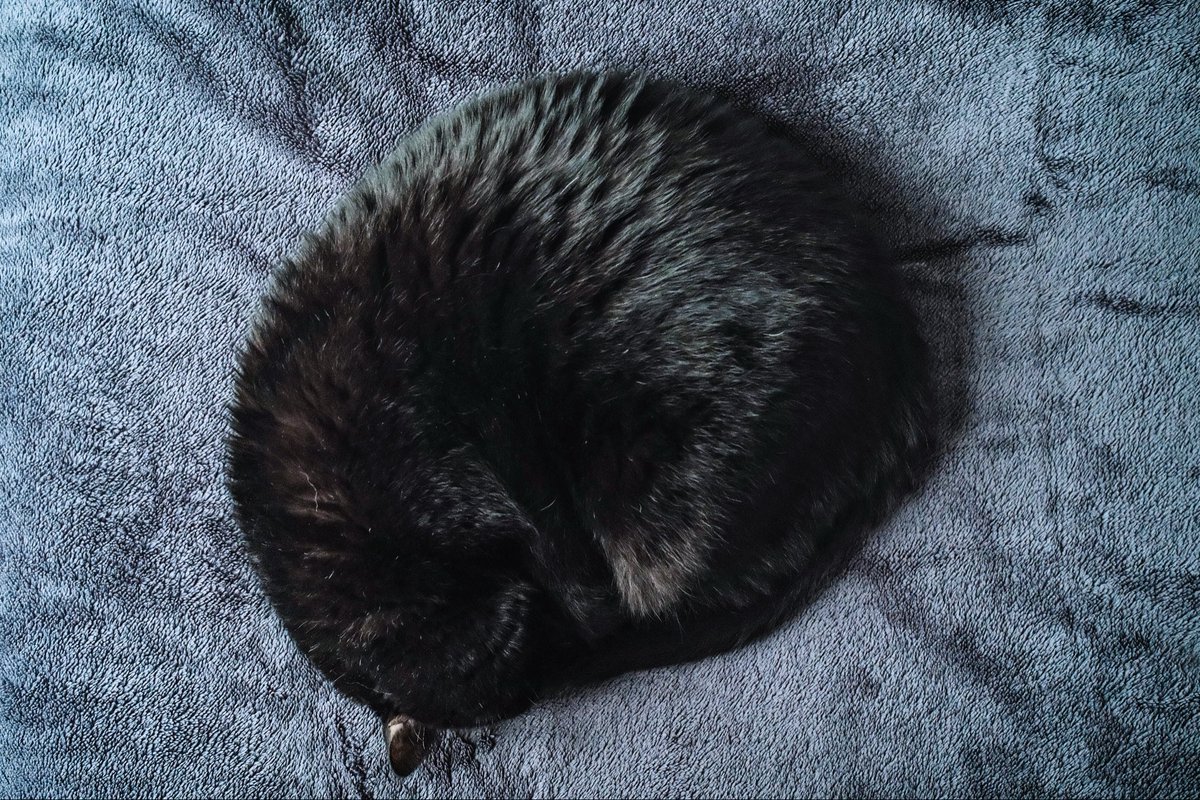 黒猫ちぃ もちもち堂 黒ごま＆ホイップ 251028 #のせ猫 #cat #cute #ねこ