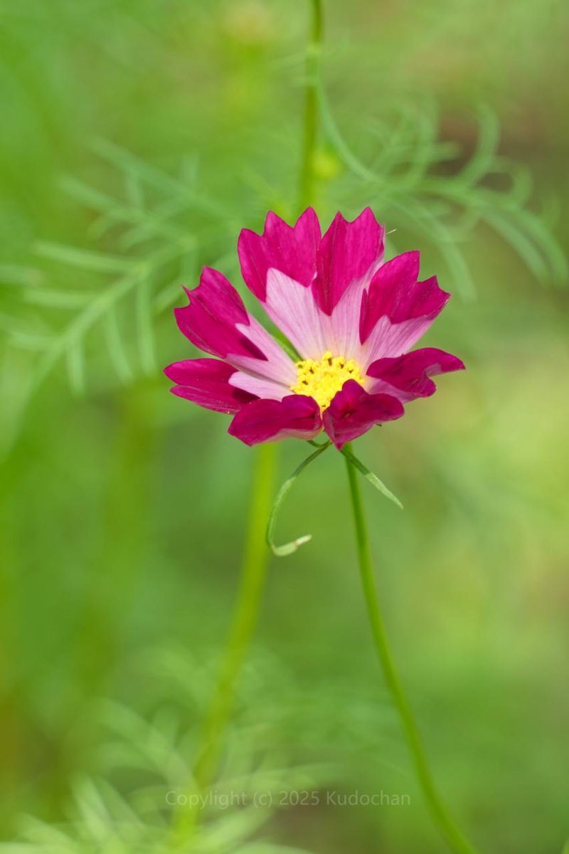 Kudochan (@kudochan_tweet) / Posts / X