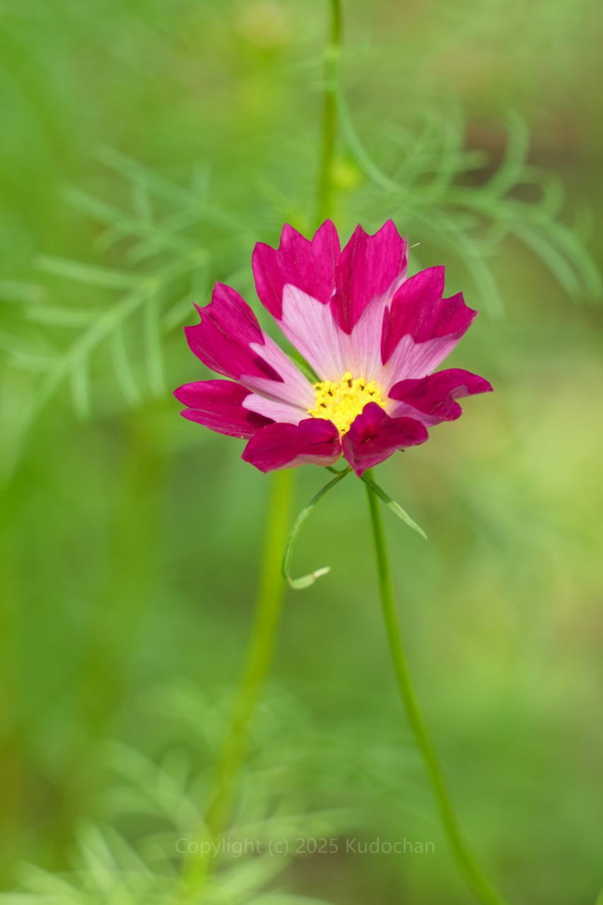 コスモス Kudochan on X: 