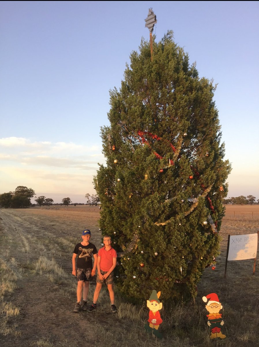 thyrafarmer's tweet image. Sad sad day. Local council has cut down the community Christmas tree. For over 20 years the community would decorate this locally critical endangered native Murray pine to bring joy to the community. Now it lies in a heap. Kick to the guts 😢😢