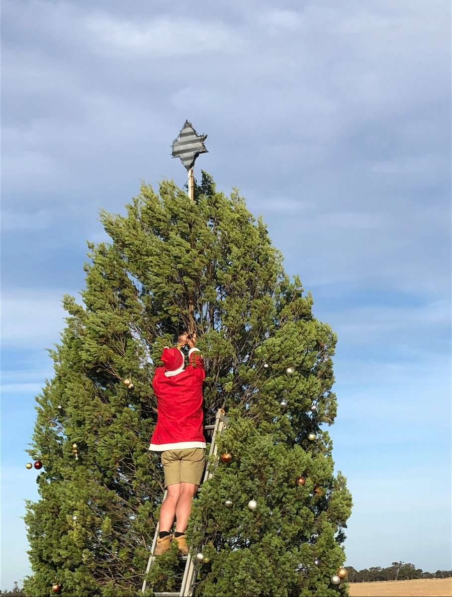 thyrafarmer's tweet image. Sad sad day. Local council has cut down the community Christmas tree. For over 20 years the community would decorate this locally critical endangered native Murray pine to bring joy to the community. Now it lies in a heap. Kick to the guts 😢😢