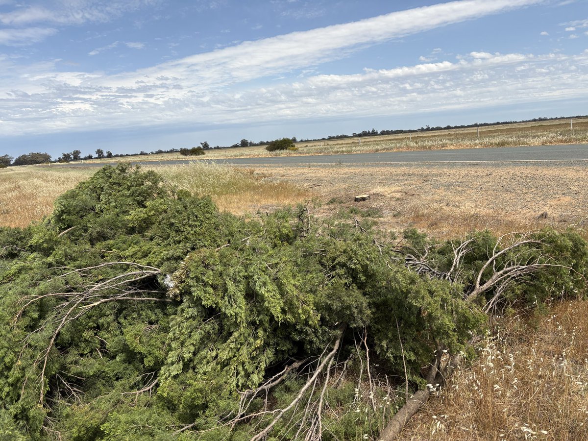 thyrafarmer's tweet image. Sad sad day. Local council has cut down the community Christmas tree. For over 20 years the community would decorate this locally critical endangered native Murray pine to bring joy to the community. Now it lies in a heap. Kick to the guts 😢😢