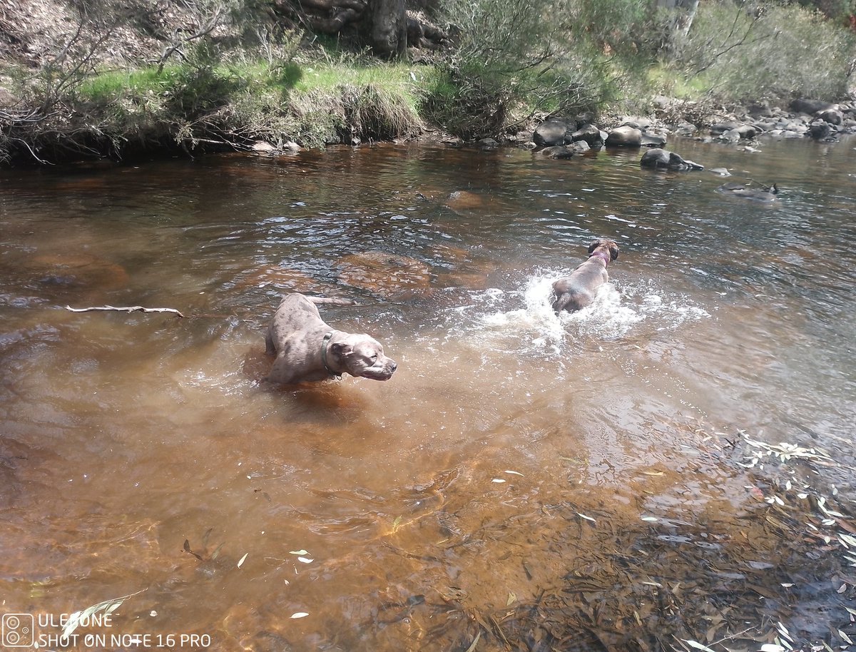 Aussie bush, a river and a dog pack enjoying a hot day.