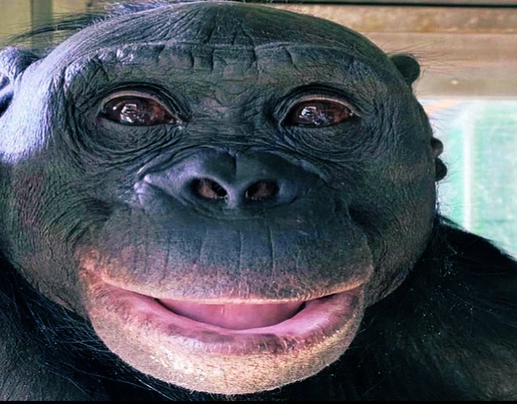 Big Nate Season 2 (@ndogid) on Twitter photo 