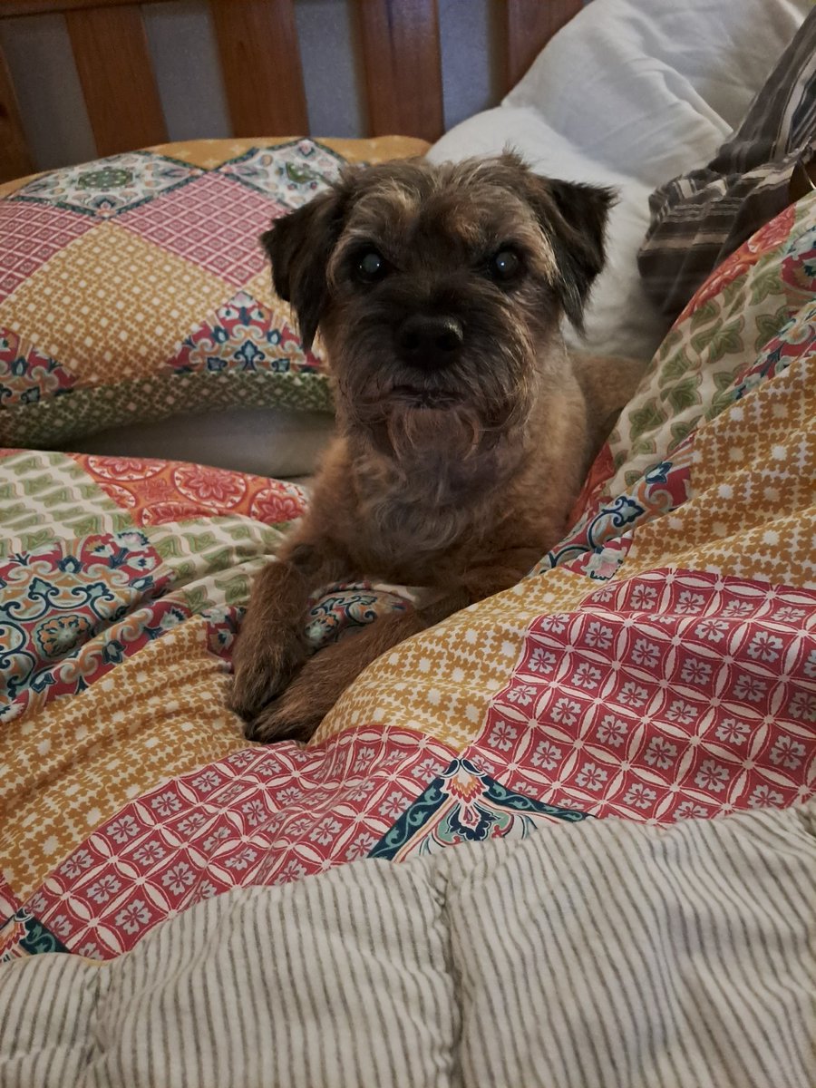 Good morning. Off to the vet this afternoon for a wound check after my op