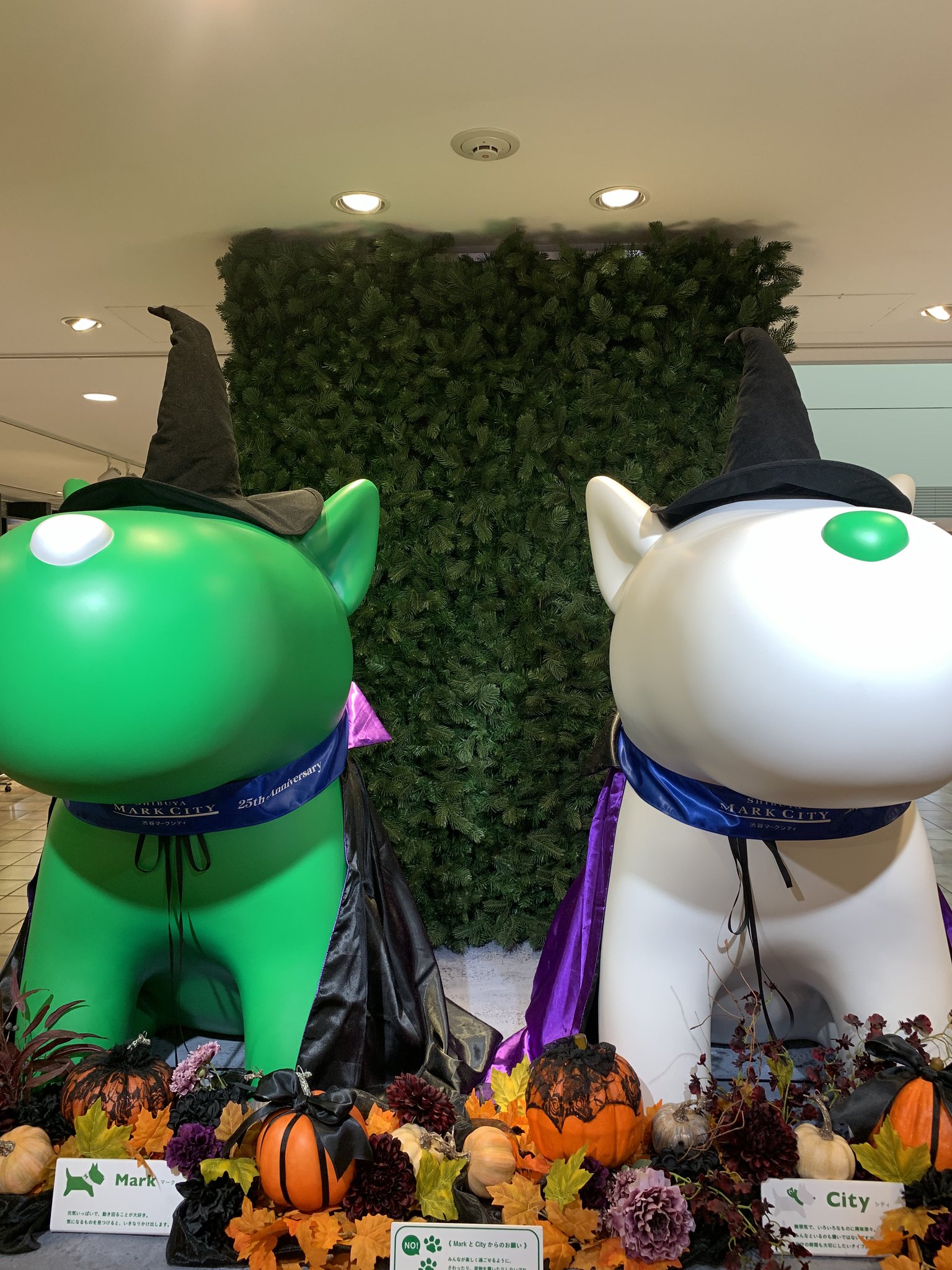 ハロウィン せっちゃん on X: 