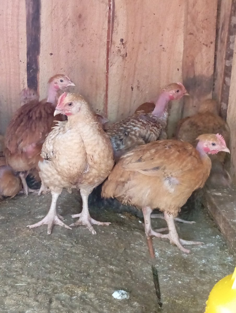 I have been getting a little more concentrated with Poultry Farming with my dad's guidance and I am a happy daughter. 

These Chics are 1.5months old mixed breed. 40 in number. 0% mortality so far.