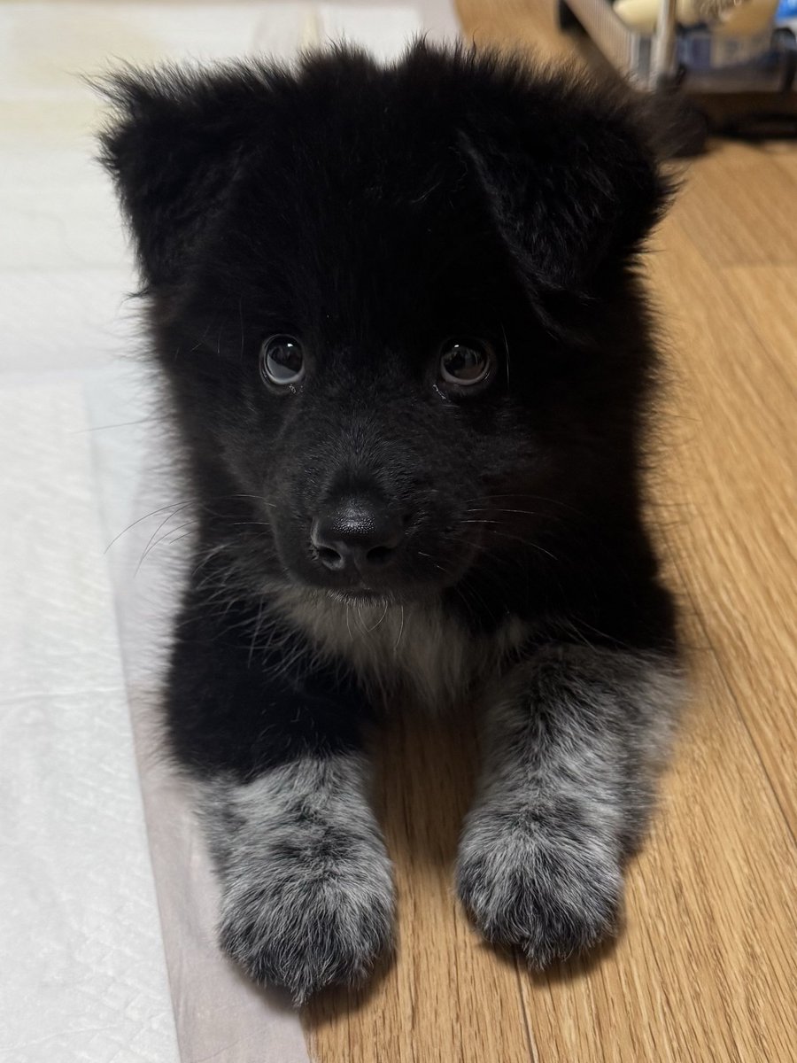 * 이름 : 하이
* 성별 : 남아 (중성화 x)
* 나이 : 약 2-3개월 추정
* 몸무게 : 10/20 기준 2.6키로
* 특징 : 전염병 키트 검사 완료, 1차 접종 완료, 엄청나게 깨발랄하고 건강함! 식욕도 굿 

집에 도착한 지 10초만에 적응 완료 + 앉아, 엎드려도 터득한 똑똑이 🫰

#가족찾는하이