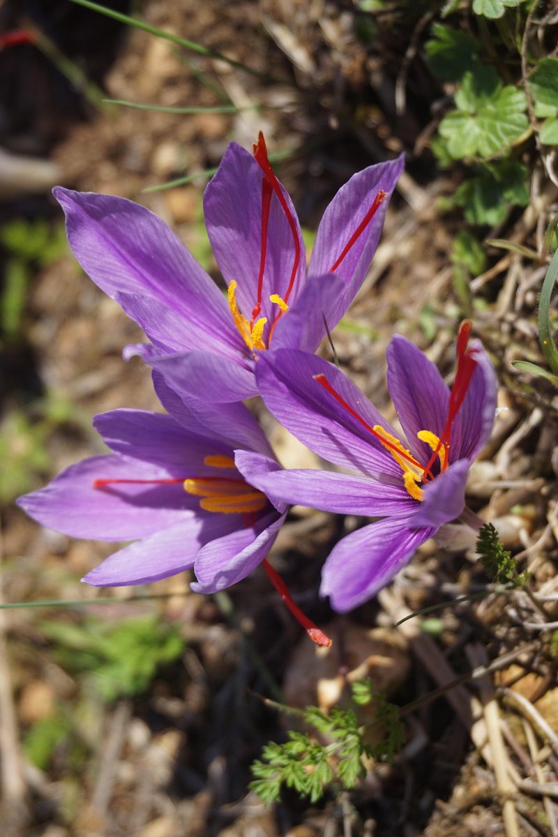 🔆🌞☀️🌿🌸🌱💮🥗✨💞