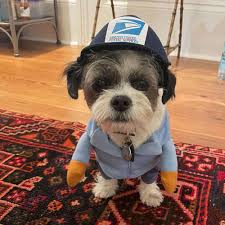 happinez (@happinezreal) on Twitter photo Here's a pic I took of my dog
I think he's a Terrier or a Shih Tzu
idk the pet store didn't really tell me
<a href="/ChogNFT/">Chog (mainnet arc)</a> #chogoween Here's a pic I took of my dog
I think he's a Terrier or a Shih Tzu
idk the pet store didn't really tell me
<a href="/ChogNFT/">Chog (mainnet arc)</a> #chogoween