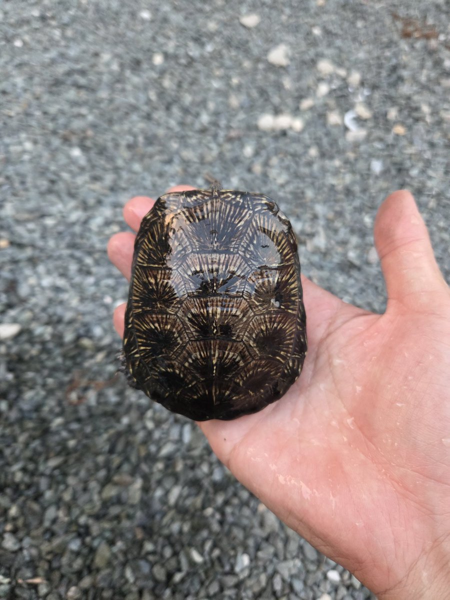 キボシヌマガメ🐢🇺🇦

ヤングメス達は冬眠させずに室内に取り込むかね😊