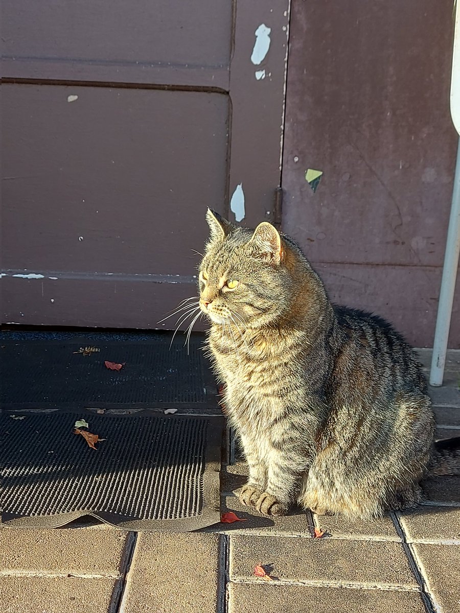 Anna Platpire tweet media