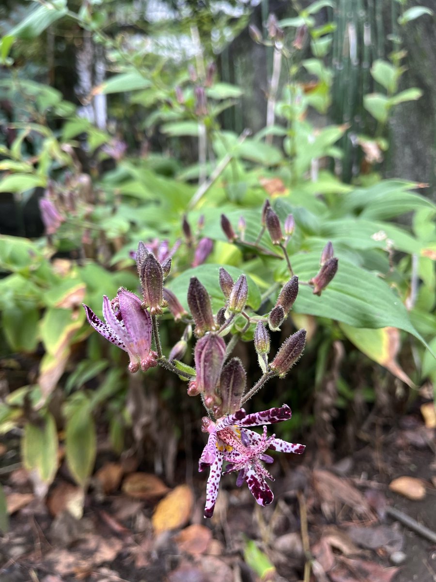 今日の月見寺
芒は先の方が開いてぱやぱやしてきました。
かわいい。
玄関の近くでは、杜鵑草が咲いています。
今日からぐっと秋が深まりました。
11/8の俳句大会当日は、何が咲いているでしょうか。