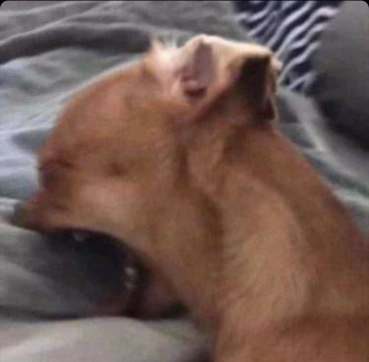 Seeing everyone get shiny dratini is making me cry - she should be mine