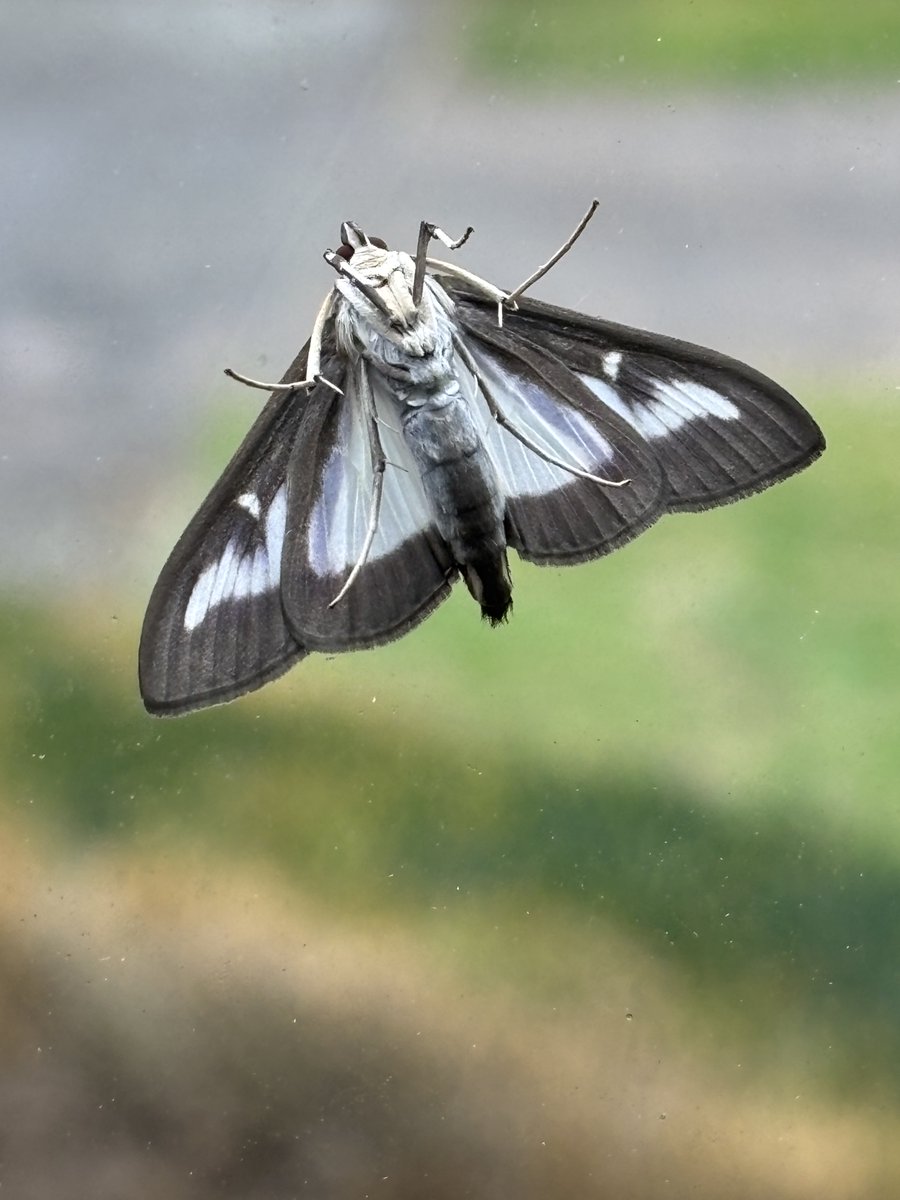 edmondslyn's tweet photo. Box-tree Moth, Cydalima perspectalis, having the temerity to rest on an upper window having played a part in devasting the Box hedge which can be seen in the garden below
#MothMonday #TeamMoth #Moth #BoxHedge #BoxtreeMoth #InsectThursday https://t.co/3yNertkyIA
