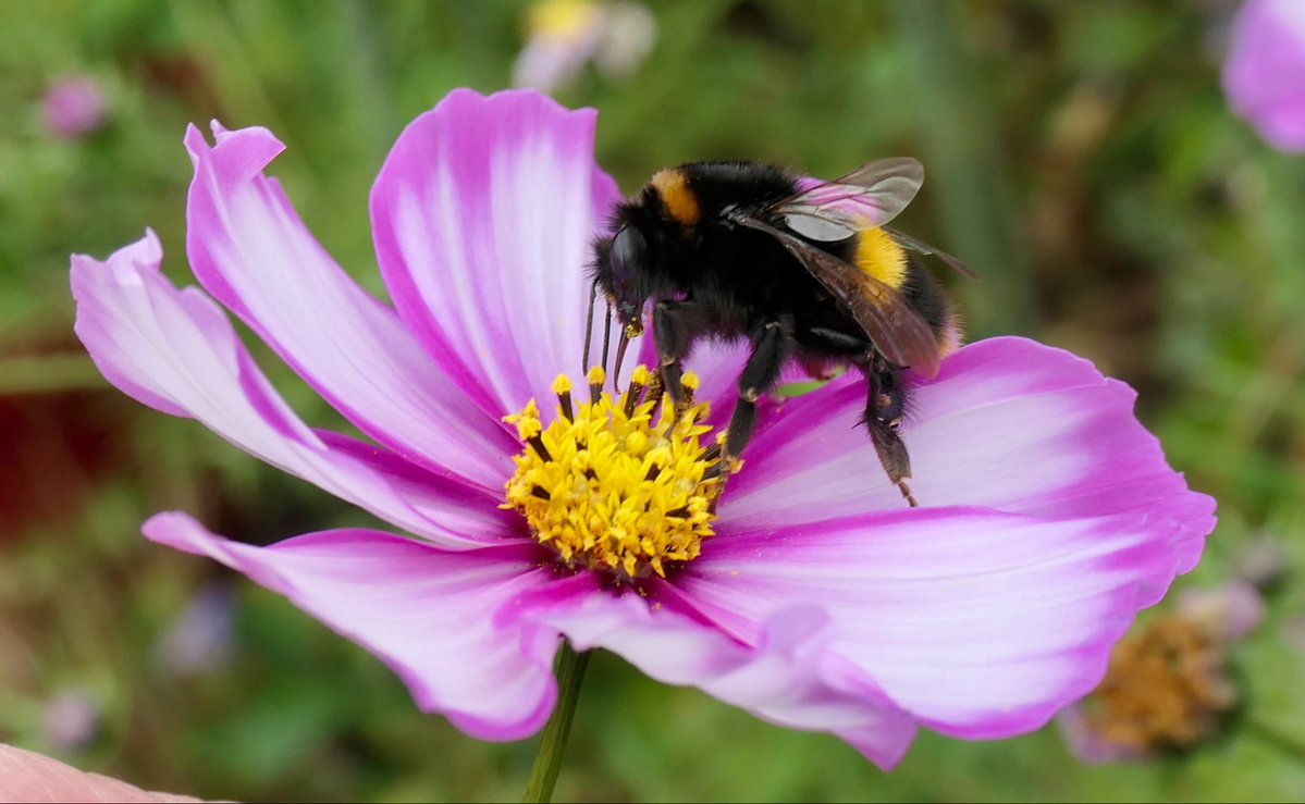 Happy #MagentaMonday with lovely Cosmos still continuing to feed hungry pollinators ……. Queen Buff-tailed bumblebee in our garden yesterday #CosmosChallenge 🌸🐝💖🐝💖🐝🌸