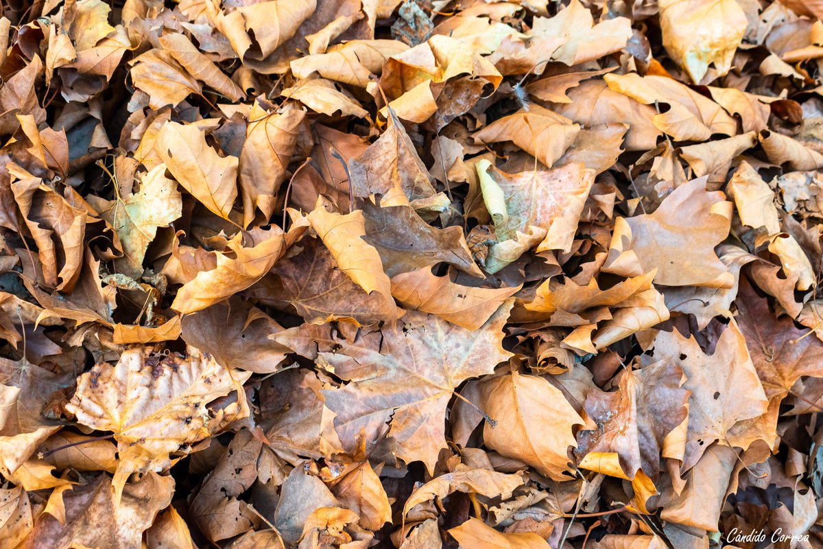 Otoño acumulado