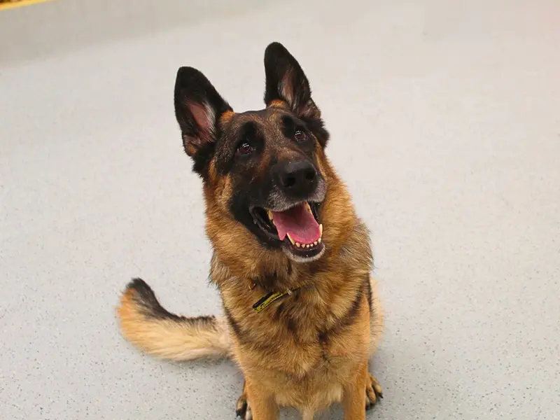 Dogs Trust 💛🐶 (@dogstrust) on Twitter photo Meet Mazy, an adorable, affectionate love bug who enjoys snuggling up to her favourite person on the sofa! This fabulous girl loves playing with her toys and pottering around the garden💛
<a href="/DT_MANCHESTER/">DogsTrust Manchester</a>📍 bit.ly/4op6MxN Meet Mazy, an adorable, affectionate love bug who enjoys snuggling up to her favourite person on the sofa! This fabulous girl loves playing with her toys and pottering around the garden💛
<a href="/DT_MANCHESTER/">DogsTrust Manchester</a>📍 bit.ly/4op6MxN