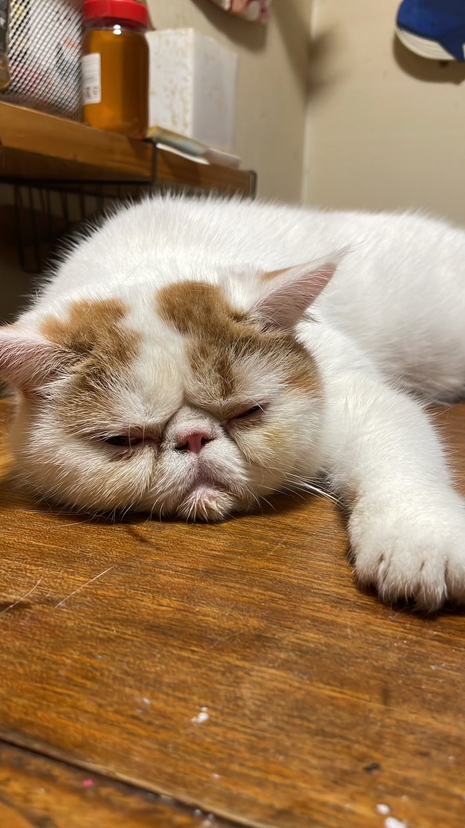 こんぶちゃん。おつかれかな。しぶいね。秋が、やってきたある日。