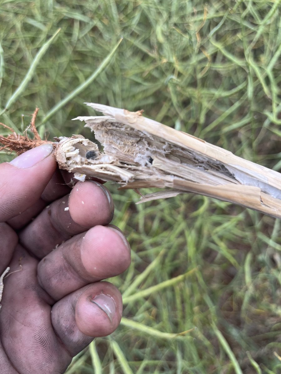 ConnorFuss's tweet image. Sclerotinia rearing its head in Defender CT. We aren’t a massive sclero area historically. Two dry years and dry springs yet here we are. This was early canola on a lentil stubble, wondering if flowering in a below average August was enough to stimulate. Pdk was canola in 22 🤔