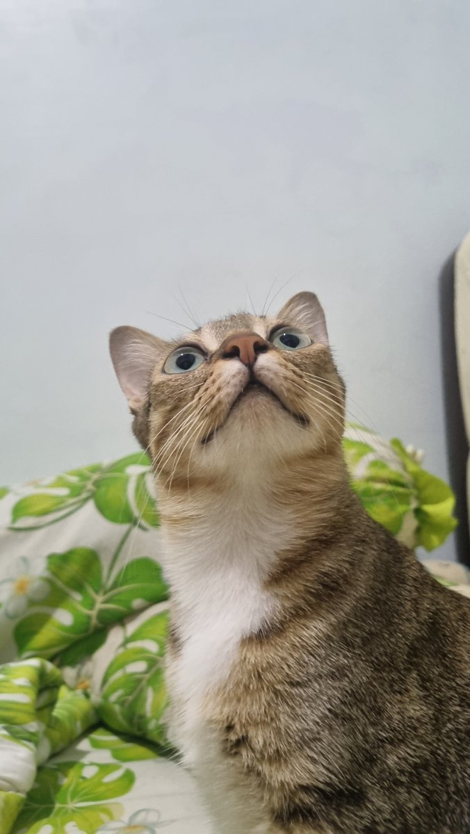 Mono Shana (@mono_sha404) on Twitter photo 