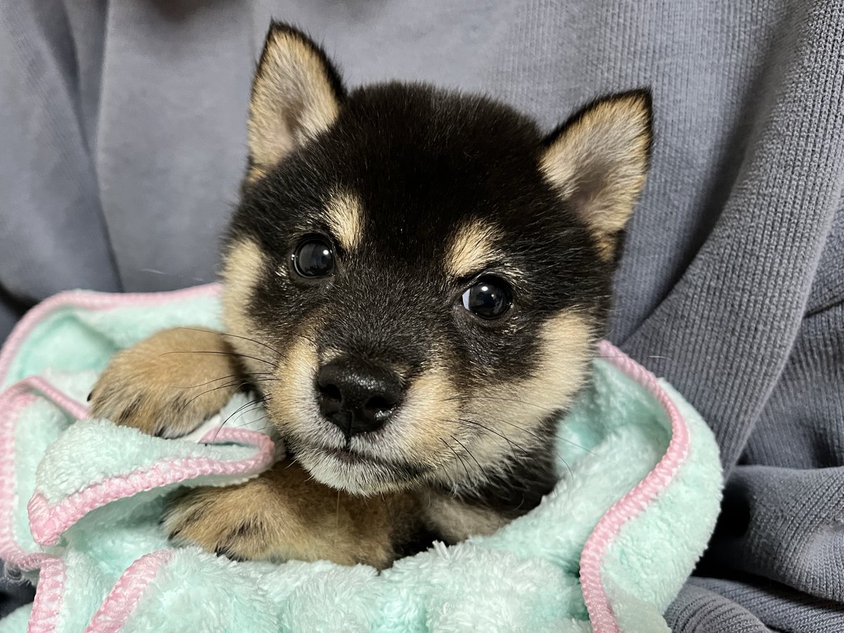 黒豆柴】煮豆 (@nimame_0130) / Posts / X