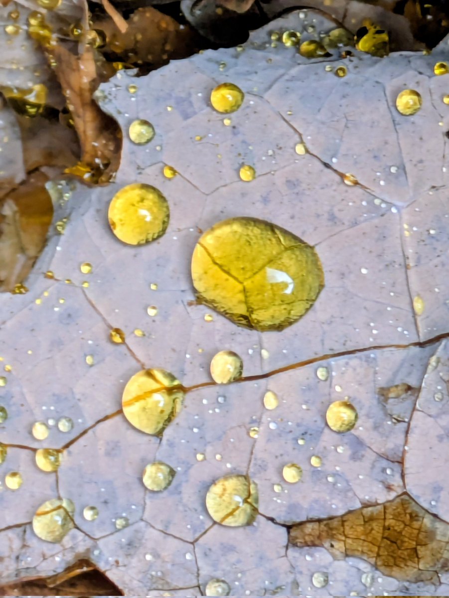 GardenSnippets's tweet photo. Raindrops on dying leaves 💧🍂 https://t.co/fiOMwZQchJ