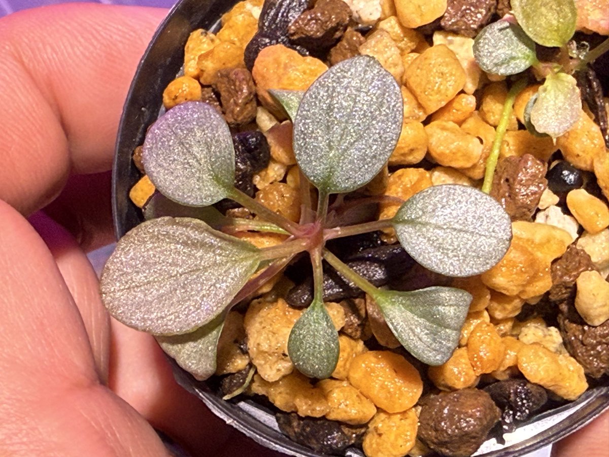 超希少❗️美株❗️アグラオネマ　ゴールデンドラゴン✨ KENZO (@fw_kenzo) / X