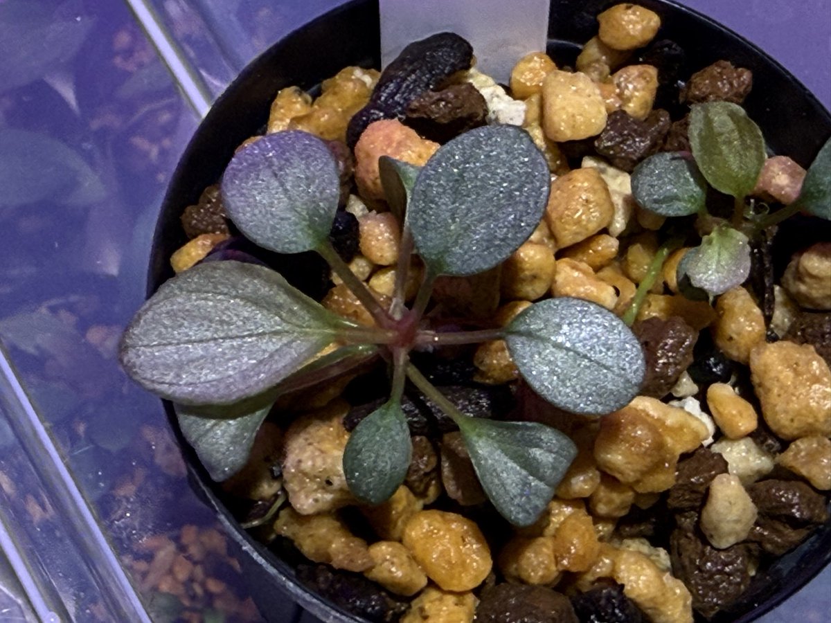 KENZO (@fw_kenzo) / X