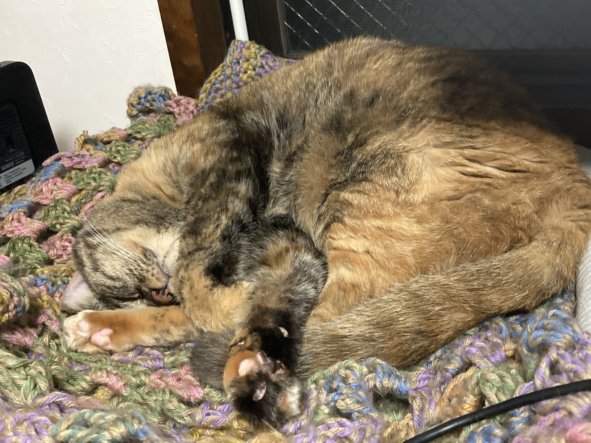 ねこねこ横丁 (@nekoyoko_web) / X