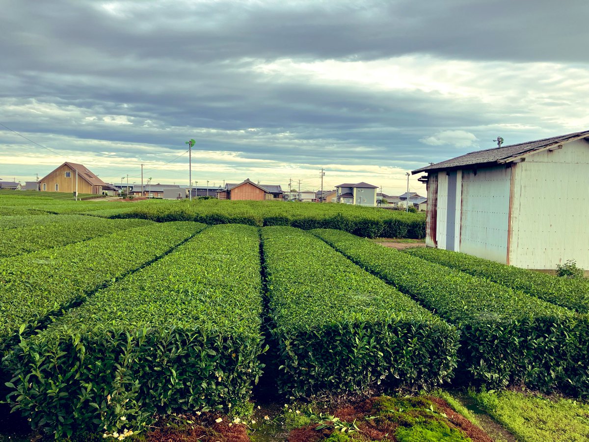 茶畑ページ 茶畑