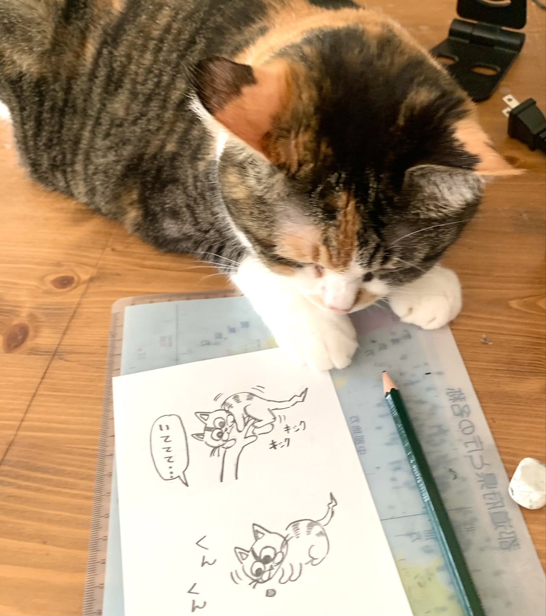 漫画を描いていると、ぴくちゃんが
「何してるの？ かまってよー」と
机に乗ってきます。

いつも猫に邪魔されて
なかなか四コマが描けません…笑😅

#猫 #三毛猫