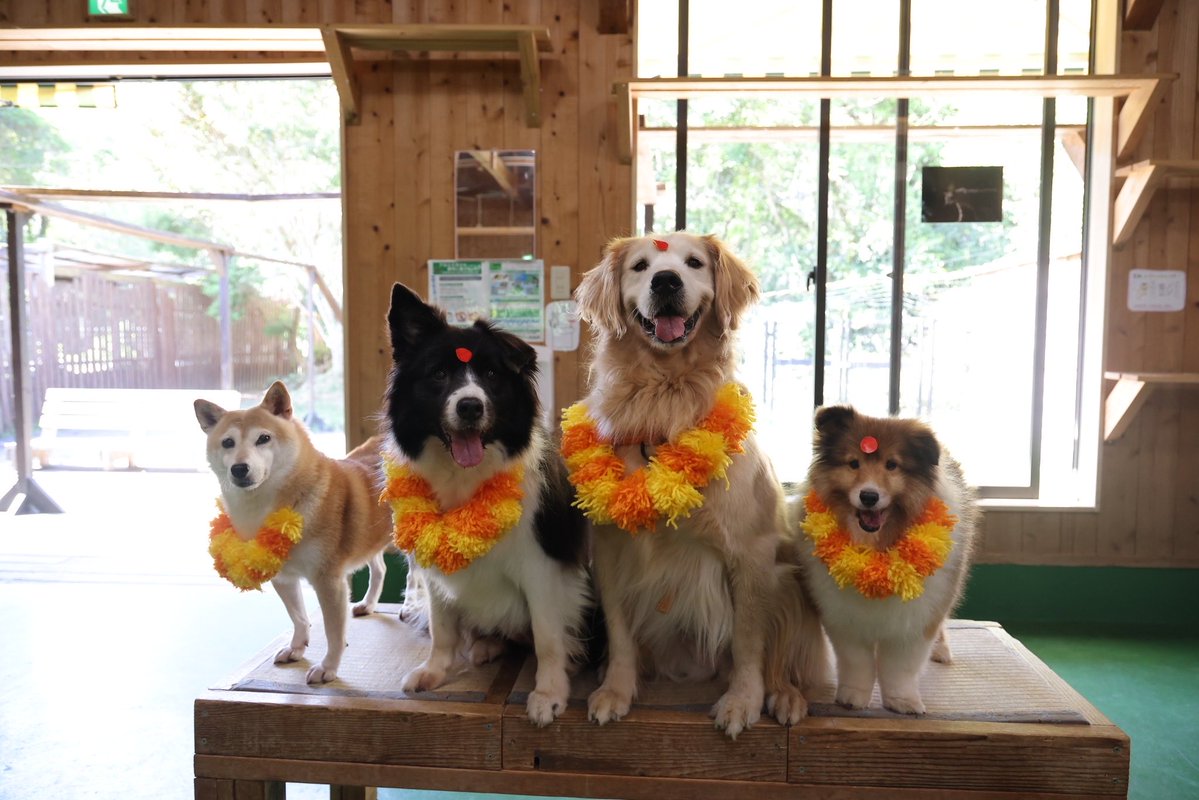 今年もククル・ティハール‼️🧡

#ククルティハール 
#長崎バイオパークpaw